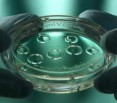 Важный вопрос относительно процедуры ЭКО: что делать с избытком эмбрионов?