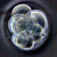 In Vitro Fertilization Bill approved in Poland