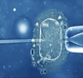 Using PGD de novo mutations can be detected in human in vitro fertilized embryos