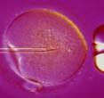 Scientists released a fertility timeline that advises women when to start family
