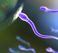 Впервые ученым удалось создать искусственную сперму человека