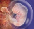 Ученые создали технологию редактирования частей митохондриальной ДНК у эмбрионов