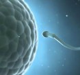 Older women undergoing IVF can benefit from earlier oocyte retrieval