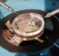 Educated and vegetarian egg donors are in the top wishlist of couples