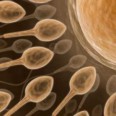 Swedish Breakthrough In 3D Egg-Sperm Visualization