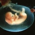 French Attempts to Lessen Rules For Embryo Research
