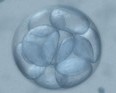 Innovative Embryo Preimplantation Genetic Screening Improves Chances Of Implantation