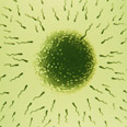 Sperm donation