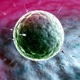 Овастацин отсекает от яйцеклетки лишние сперматозоиды