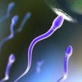 Для исследования сперматозоидов ученые предложили иcпользовать наночастицы